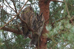 På spaning efter hornugglor och kungsfiskare
