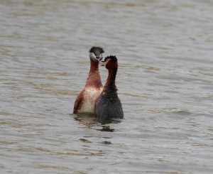 På fågelspaning ivid Öresundsdammarna