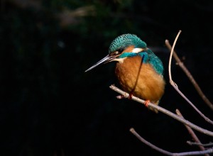 fgelskdarturvidresundsdammarna
