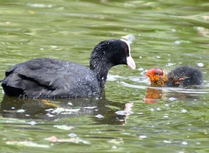 fglarochfgelungariribersborgsdammarna